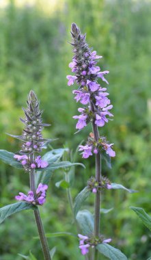 Stachys Palustris yabani otların arasında büyür.