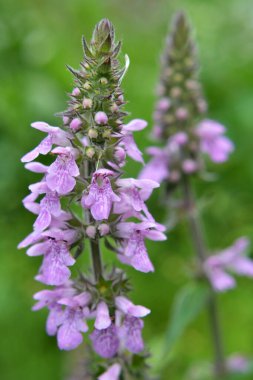 Stachys Palustris yabani otların arasında büyür.