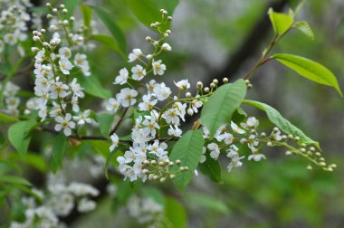 İlkbaharda, kuşkiraz ağacı (Prunus padus) doğal olarak büyür ve çiçek açar.