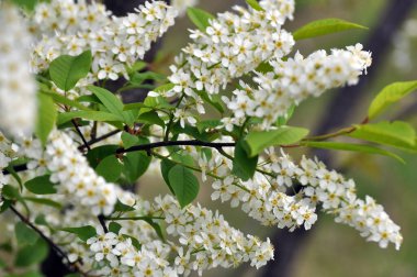 İlkbaharda, kuşkiraz ağacı (Prunus padus) doğada büyür ve çiçek açar.