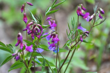 Ormanda ilkbahar çiçek açar Lathyrus vernus