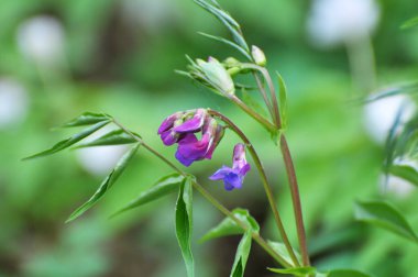 Ormanda ilkbahar çiçek açar Lathyrus vernus
