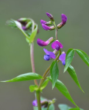 Ormanda ilkbahar çiçek açar Lathyrus vernus