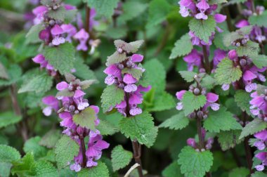 Vahşi, sağır, ısırgan otu morunda çiçek açar (Lamium purpureum))