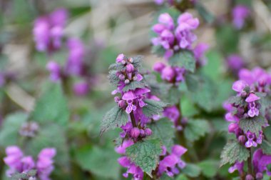 Vahşi, sağır, ısırgan otu morunda çiçek açar (Lamium purpureum))