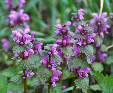 Vahşi, sağır, ısırgan otu morunda çiçek açar (Lamium purpureum))