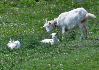Evcil bir keçi kırsal alanda otluyor. 