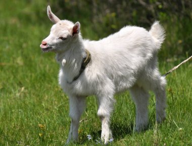 Evcil bir keçi kırsal alanda otluyor. 