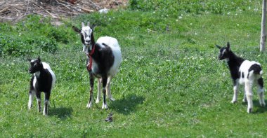 Evcil bir keçi kırsal alanda otluyor. 