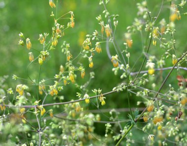 Thalictrum otların arasında vahşi doğada çiçek açar.