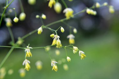 Thalictrum otların arasında vahşi doğada çiçek açar. 