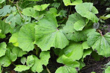 Tussilago farfara yazın vahşi doğada yetişir.