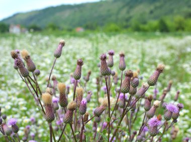 Vahşi doğadaki bitkiler arasında büyür ve çiçek açar Cirsium arvense