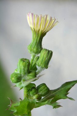 Sarı devedikeni (Sonchus asper) doğada yetişir..