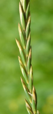 Vahşi doğada, bir kanepe çimeni (Elymus tövbe eder) çayırda mısır gevreği yetişir.