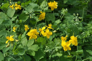 Çelidonyum majus yaprakları ve sarı çiçekleri vahşi doğada yetişiyor.