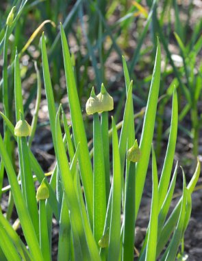 Baharda, bahçede genç yeşil uzun ömürlü soğan yetişir.