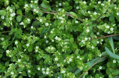 İlkbaharda Stellaria medyası doğada büyüyor.