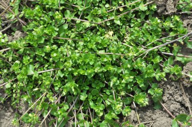 İlkbaharda Stellaria medyası doğada büyüyor.