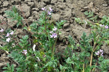 Tarlada, doğadaki bir ot gibi Erodyum cicutarium yetişir.
