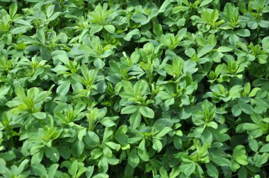 Bahar tarlasında genç yoncalar büyür.