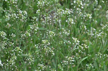 Doğada, tarla Capsella bursa-pastoris yetiştirir.