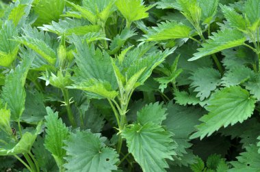 Yeşil yapraklı ısırgan otları doğal çalılıklarda yetişir (Urtica dioica)..