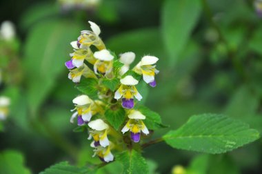 Yaz mevsimi yabani otların arasında, ısırgan otu filizleri Galeopsis Specosa
