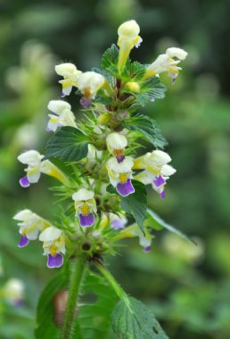 Yaz mevsimi yabani otların arasında, ısırgan otu filizleri Galeopsis Specosa