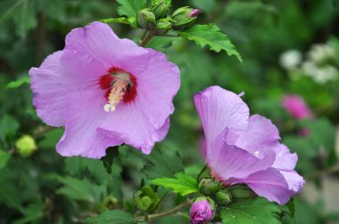 Yazın, doğada amber çiçeği açar.