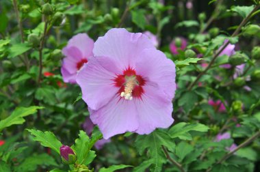 Yazın, doğada amber çiçeği açar.