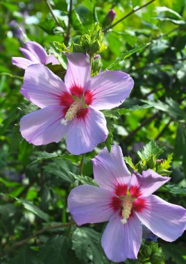 Yazın, doğada amber çiçeği açar.