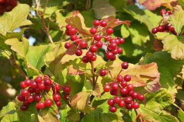 Guelder gülü (Viburnum opulus) çalıların dalında olgunlaşan kırmızı dutlar