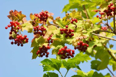 Guelder gülü (Viburnum opulus) çalıların dalında olgunlaşan kırmızı dutlar