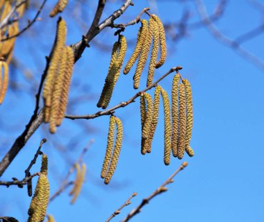 İlkbaharda ormanda yaygın ela (Corylus avellana) çiçek açar