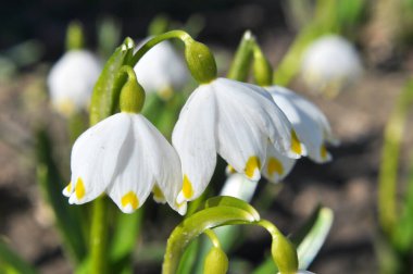 Baharda, Leucojum vernum vahşi doğada açar.