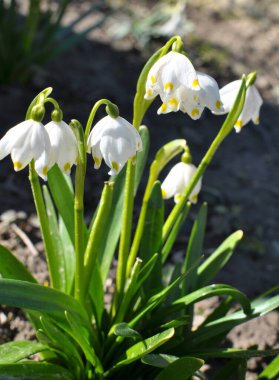 Baharda, Leucojum vernum vahşi doğada açar.