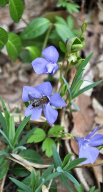 İlkbaharda doğada çiçek açar küçük menekşe (Vinca minör))