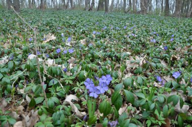 İlkbaharda doğada çiçek açar küçük menekşe (Vinca minör))