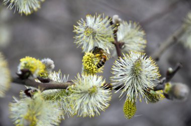 İlkbaharda, söğüt ağacı (salix caprea) doğada çiçek açar.