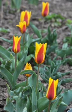 Bahar çiçek bahçesinde lale açan (Tulipa kaufmanniana)