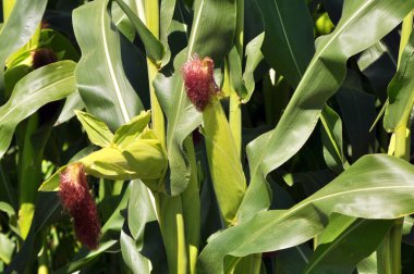 Yazın, mısır tarlasında olgunlaşır.