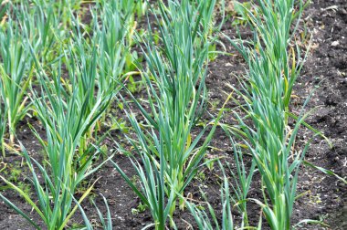 Tarlada organik topraklarda sarımsak yetişiyor.