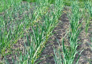 Tarlada organik topraklarda sarımsak yetişiyor.