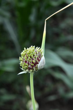 Sarımsaklı, oklu ve ampullü.