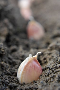 Sarımsak tohumlarından bir karanfil sarmadan önce toprağın içinde yatıyor. 