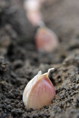 A clove of garlic seeds lies in a row in the soil before wrapping  clipart
