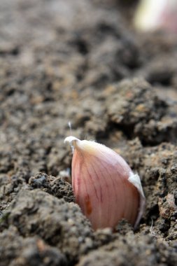 A clove of garlic seeds lies in a row in the soil before wrapping  clipart