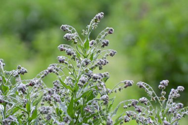Vahşi doğada, Cynoglossum otlar arasında çiçek açar.