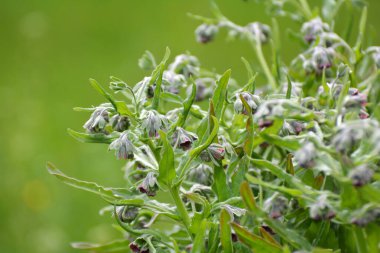 Vahşi doğada, Cynoglossum otlar arasında çiçek açar.